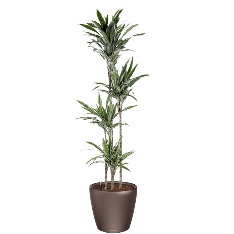 Dracaena Warneckei in watergevende Classico bruin