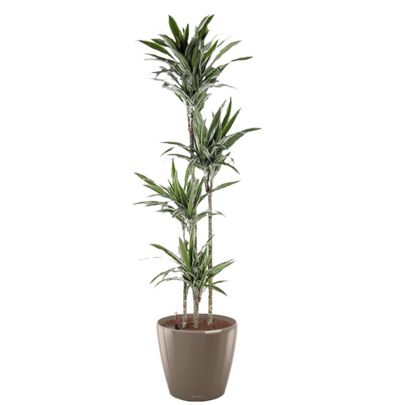 Dracaena Warneckei in watergevende Classico taupe