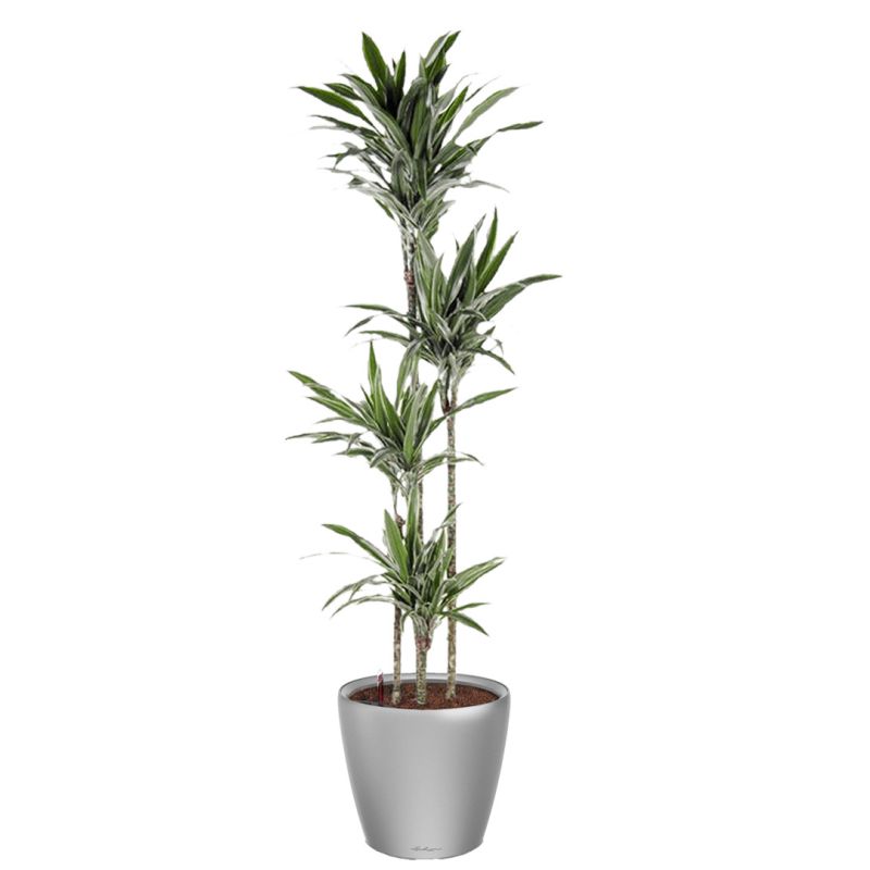 Dracaena Warneckei in watergevende Classico zilver