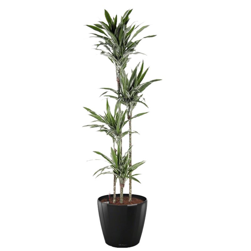 Dracaena Warneckei in watergevende Classico zwart