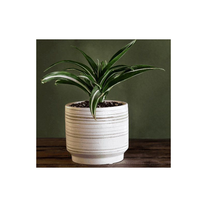 Dracaena Deremensis White Stripe