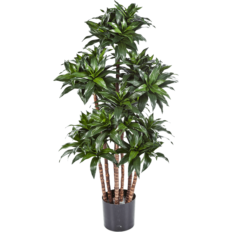 Dracaena Fragrans Compacta - kunstplant