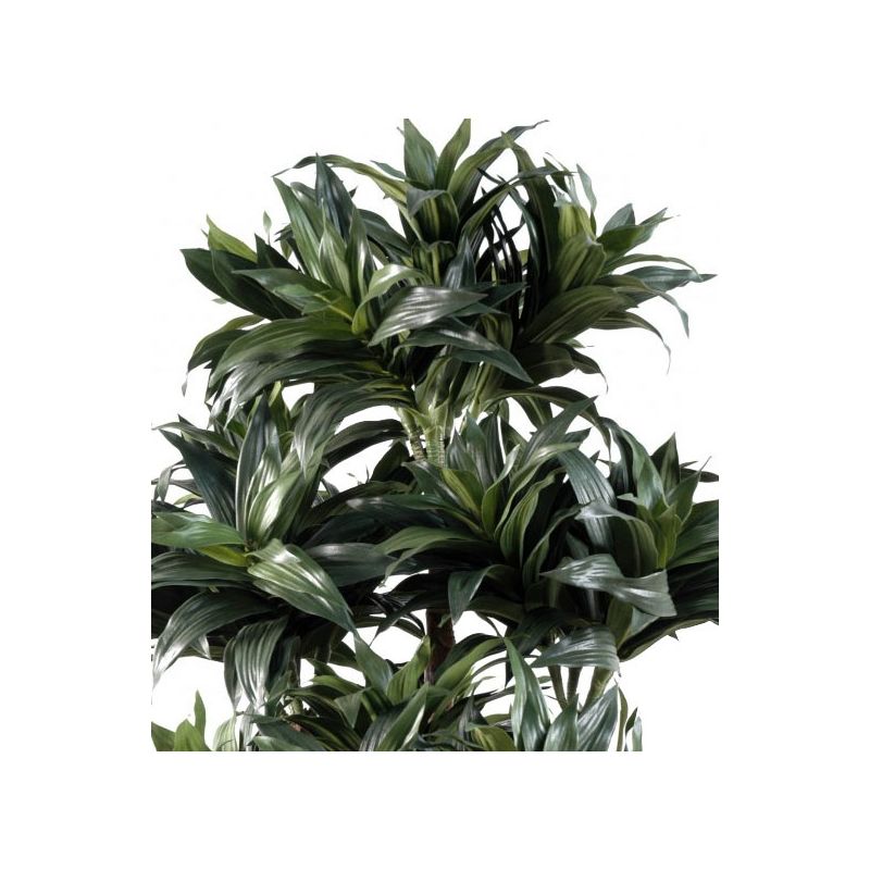 Dracaena Fragrans Compacta - kunstplant