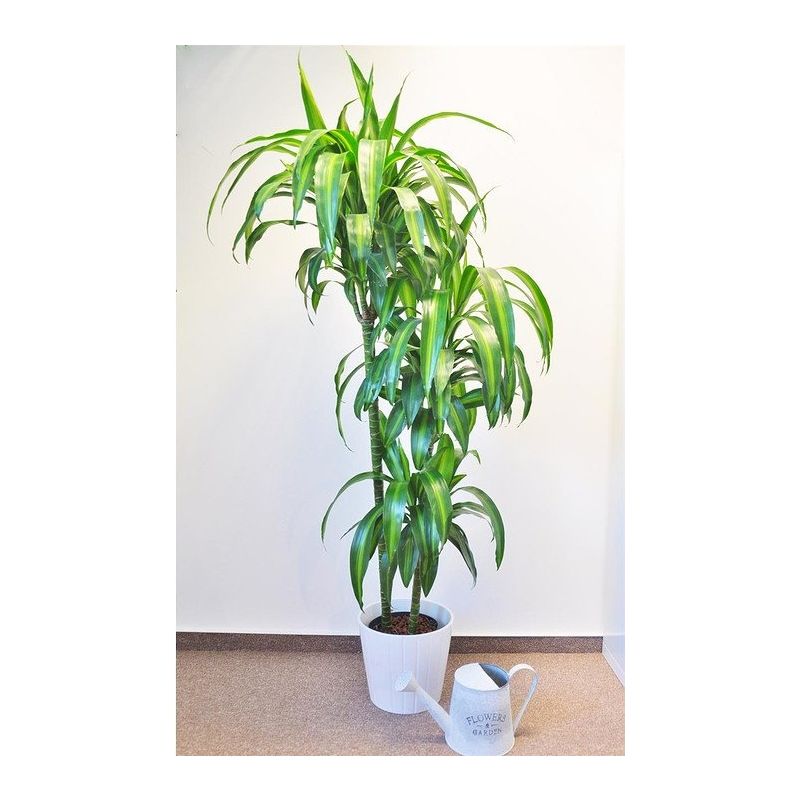 Dracaena Hawaiian Sunshine 3-stam