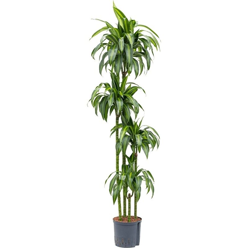 Dracaena Hawaiian Sunshine 4-stam