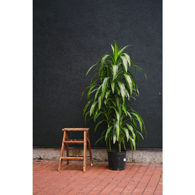 Dracaena Hawaiian Sunshine vertakt