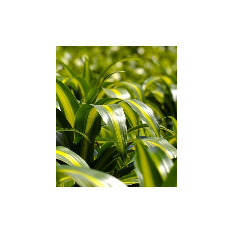 Dracaena Hawaiian Sunshine 3-stam