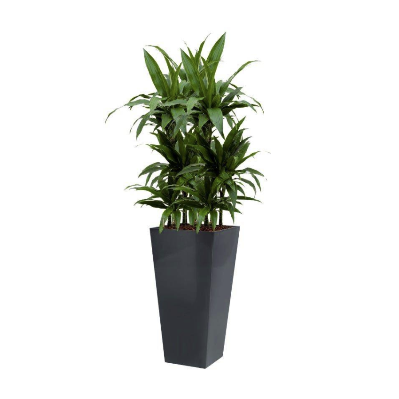 Dracaena Janet Craig hydrocultuur in Runner vierkant antraciet