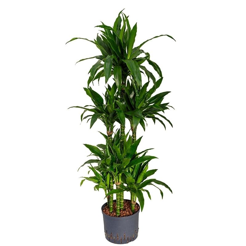 Dracaena Janet Craig carrousel