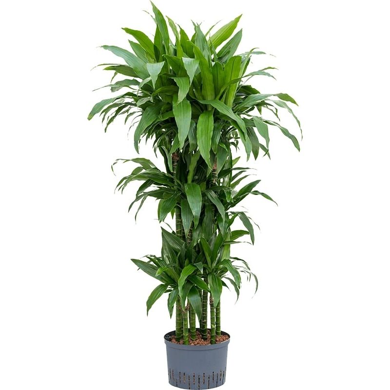 Dracaena Janet Craig carrousel