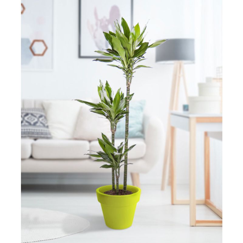 Dracaena Janet Lind 3-stam