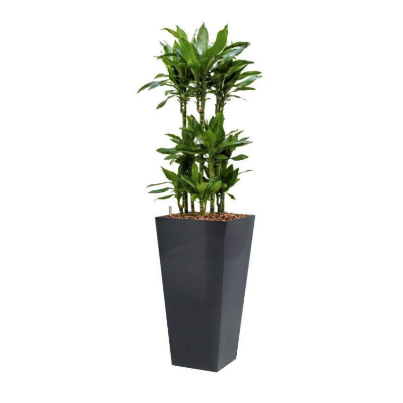 Dracaena Janet Lind hydrocultuur in Runner vierkant antraciet