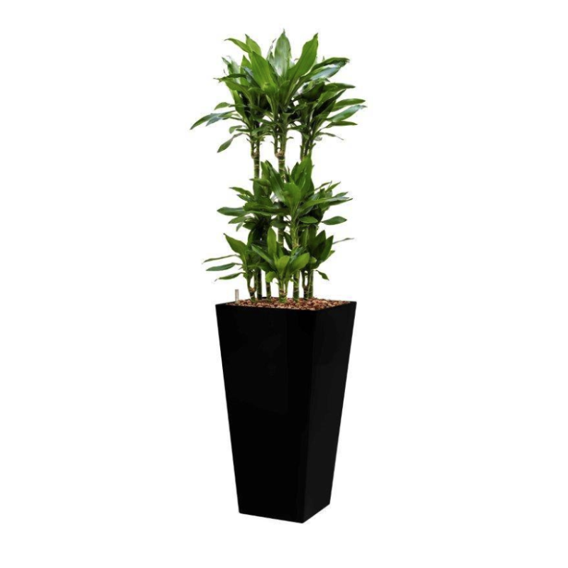 Dracaena Janet Lind hydrocultuur in Runner vierkant zwart