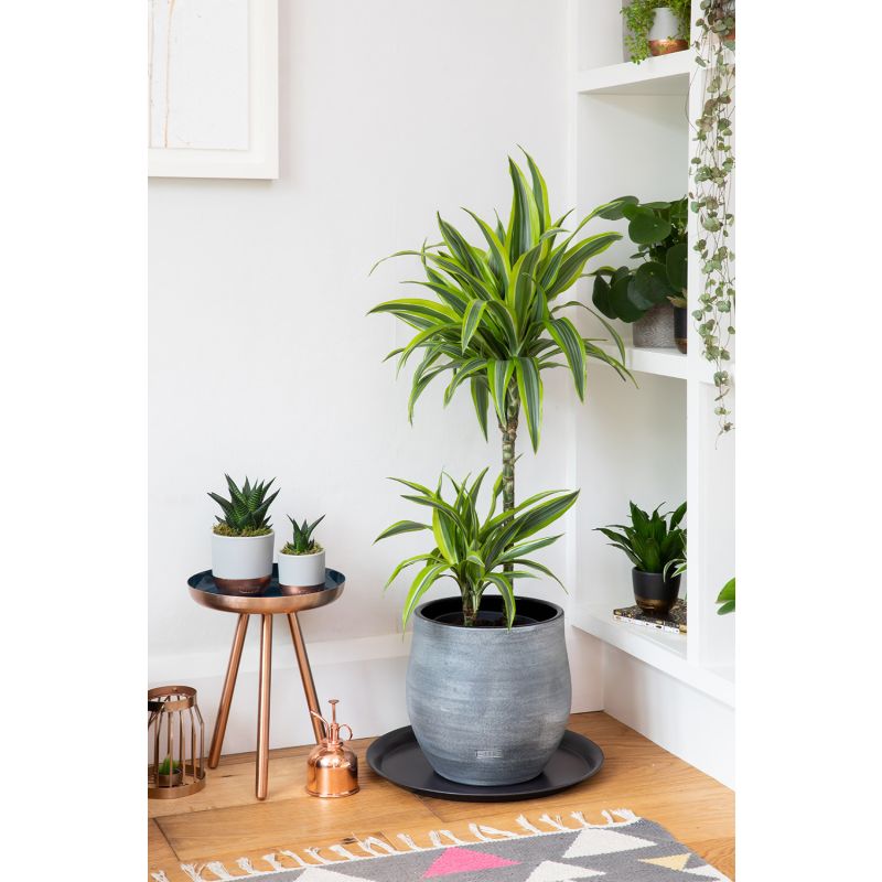 Dracaena Lemon Lime 2-stam