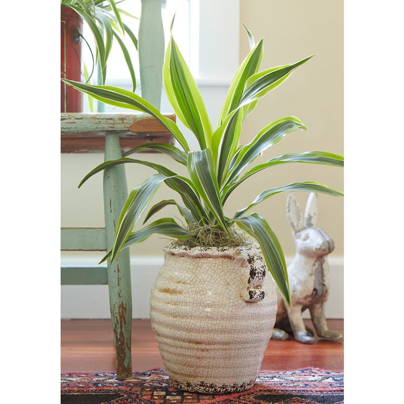 Dracaena Lemon Lime 