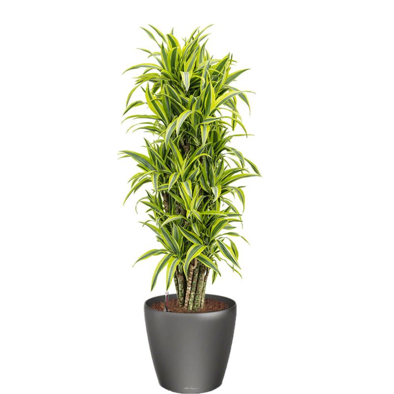 Dracaena Lemon Lime in watergevende Classico antraciet