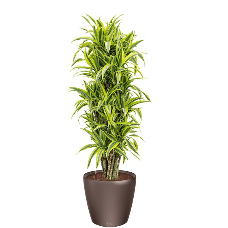 Dracaena Lemon Lime in watergevende Classico bruin