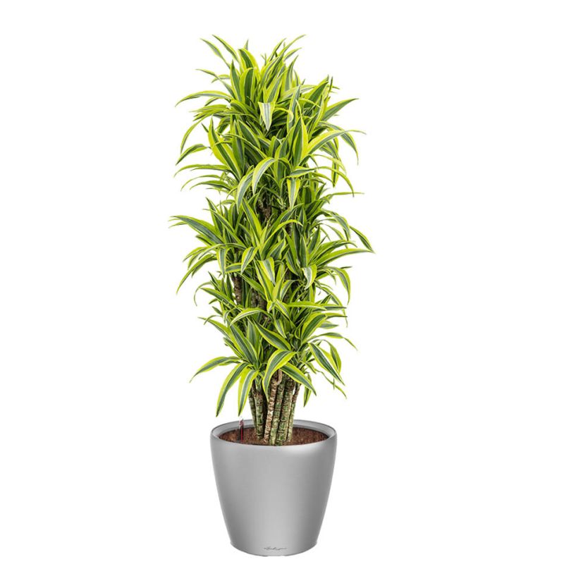 Dracaena Lemon Lime in watergevende Classico zilver