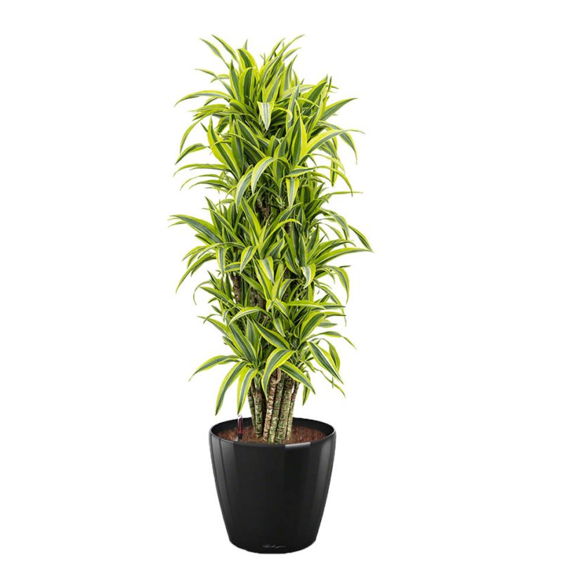 Dracaena Lemon Lime in watergevende Classico zwart