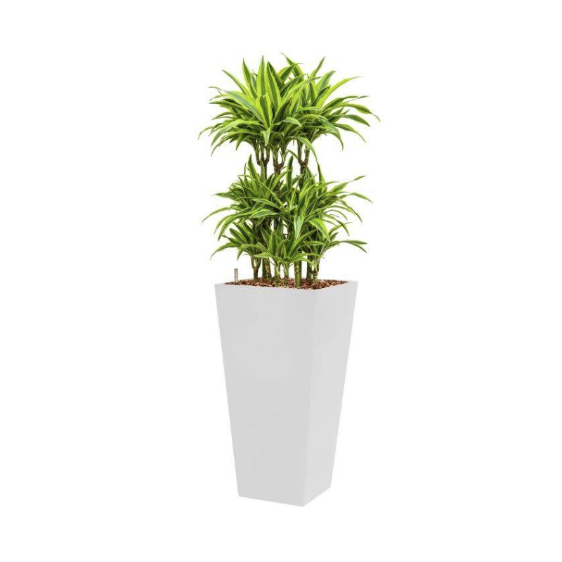 Dracaena Lemon Lime hydrocultuur in Runner vierkant wit