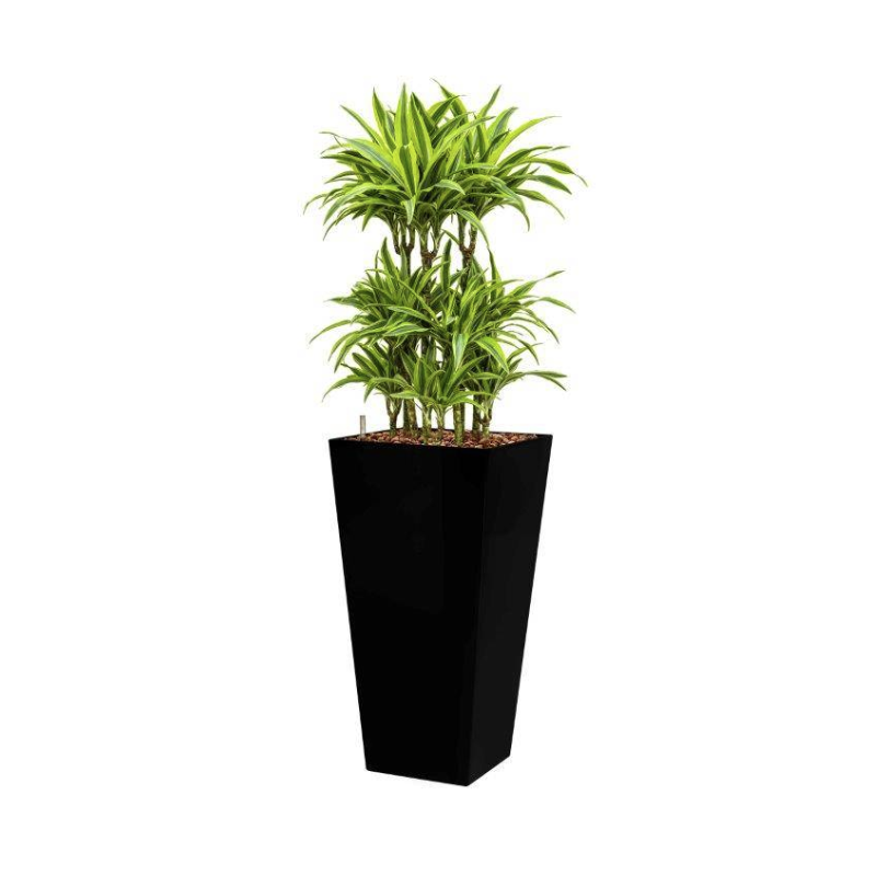 Dracaena Lemon Lime hydrocultuur in Runner vierkant zwart