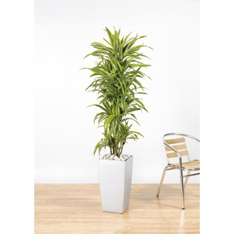 Dracaena Lemon Lime vertakt XL