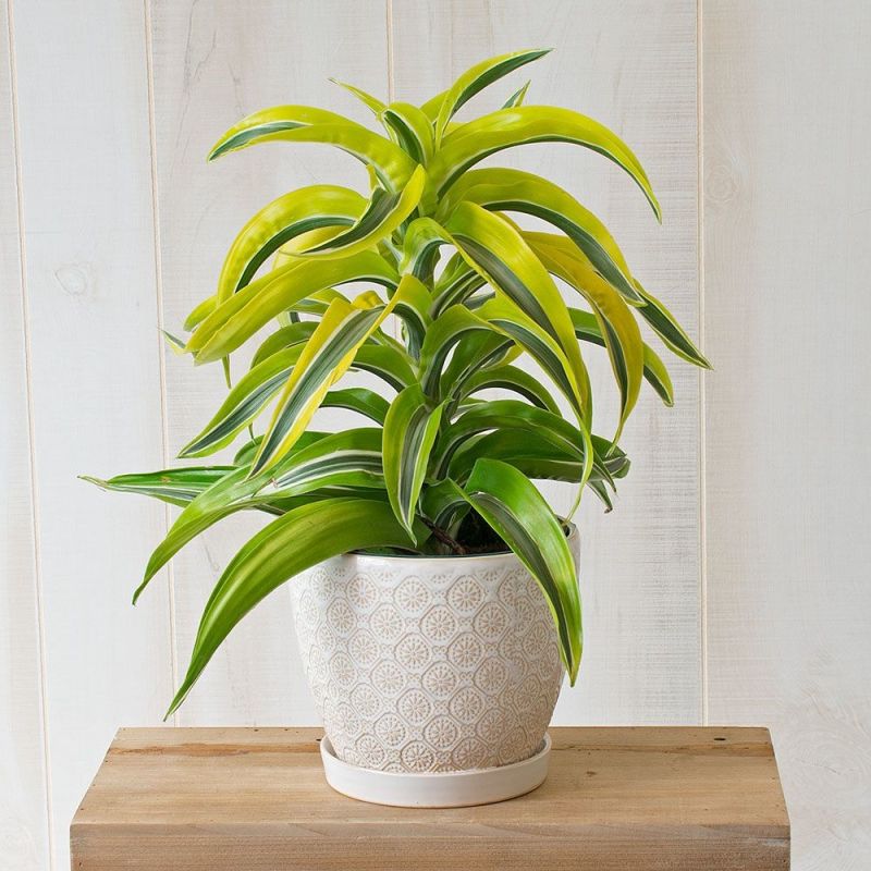 Dracaena Lemon Surprise 