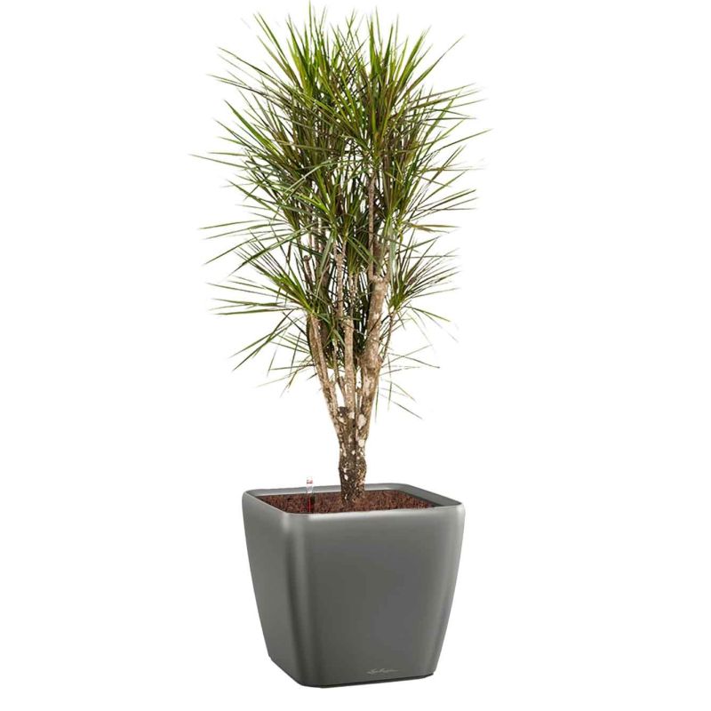 Dracaena Marginata vertakt in watergevende Quadro antraciet