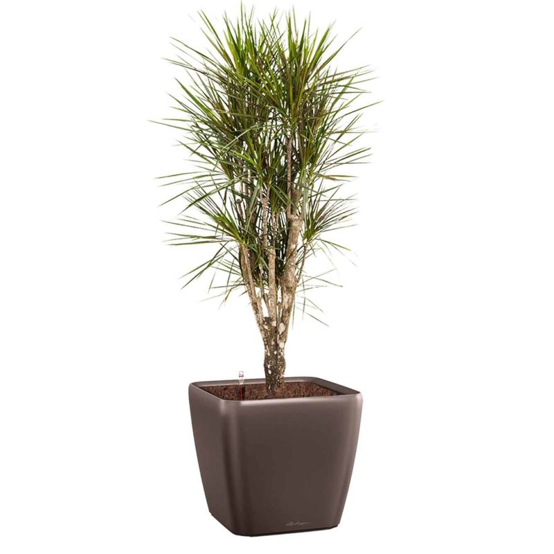 Dracaena Marginata vertakt in watergevende Quadro bruin