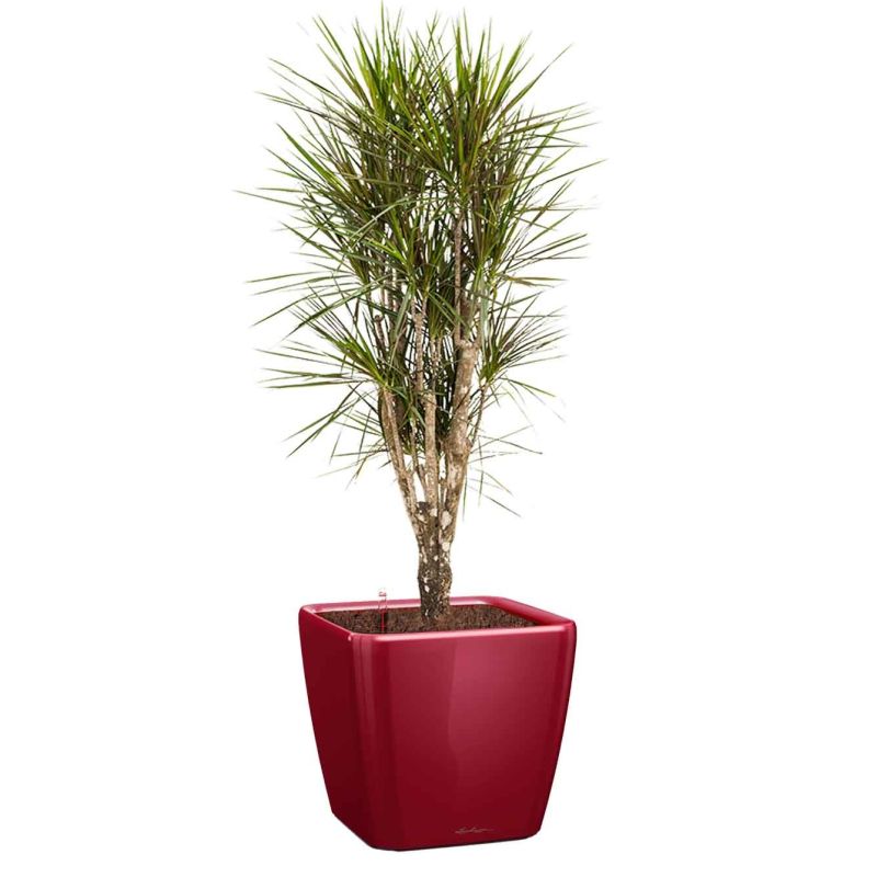 Dracaena Marginata vertakt in watergevende Quadro rood