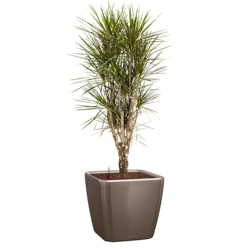 Dracaena Marginata vertakt in watergevende Quadro taupe