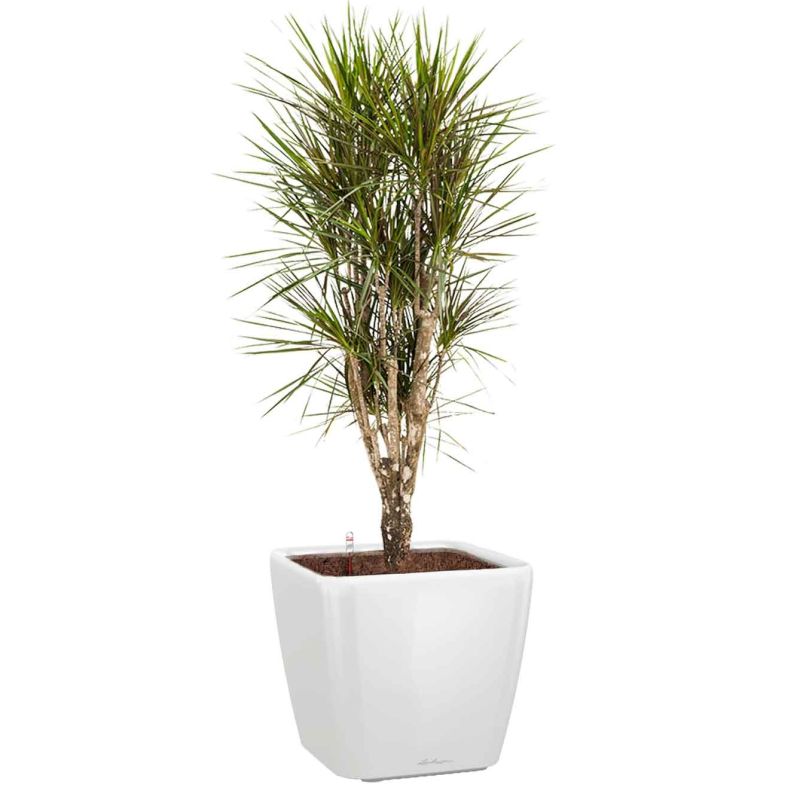 Dracaena Marginata vertakt in watergevende Quadro wit