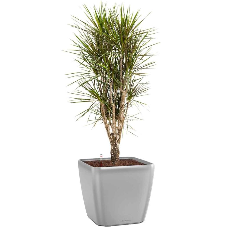 Dracaena Marginata vertakt in watergevende Quadro zilver