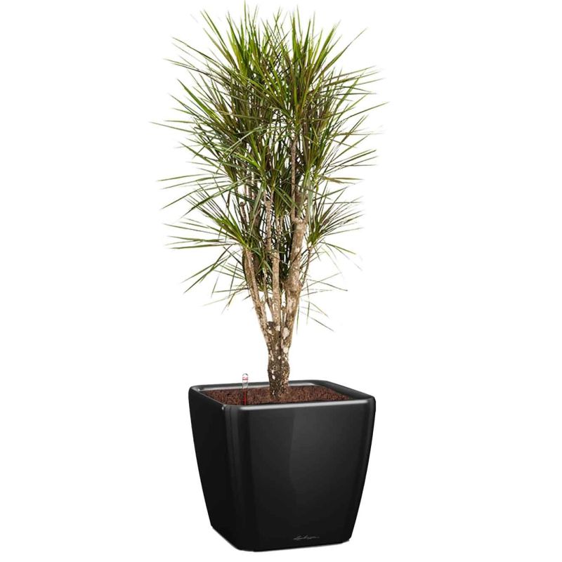 Dracaena Marginata vertakt in watergevende Quadro zwart