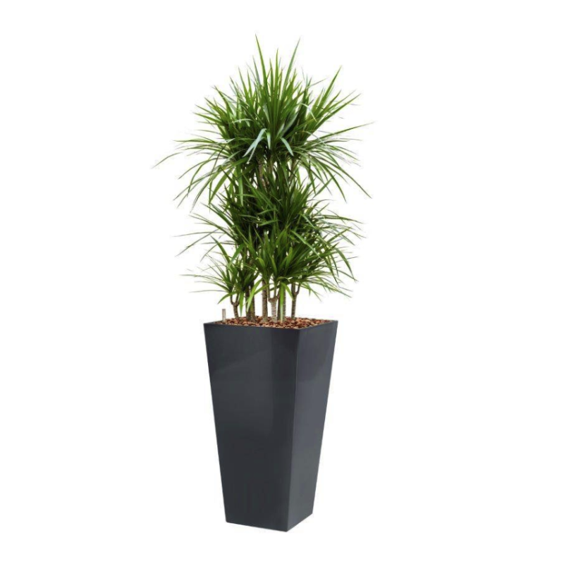 Dracaena Marginata hydrocultuur in Runner vierkant antraciet