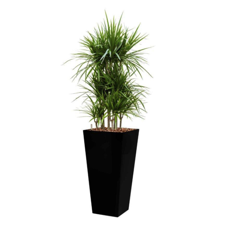 Dracaena Marginata hydrocultuur in Runner vierkant zwart