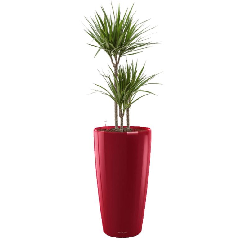 Dracaena Marginata in watergevende Rondo rood