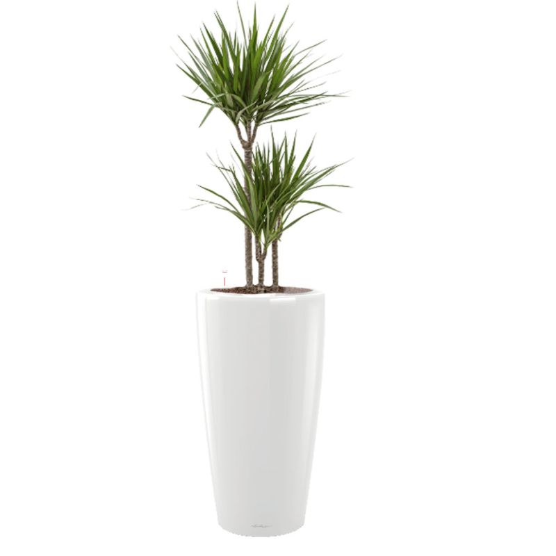 Dracaena Marginata in watergevende Rondo wit