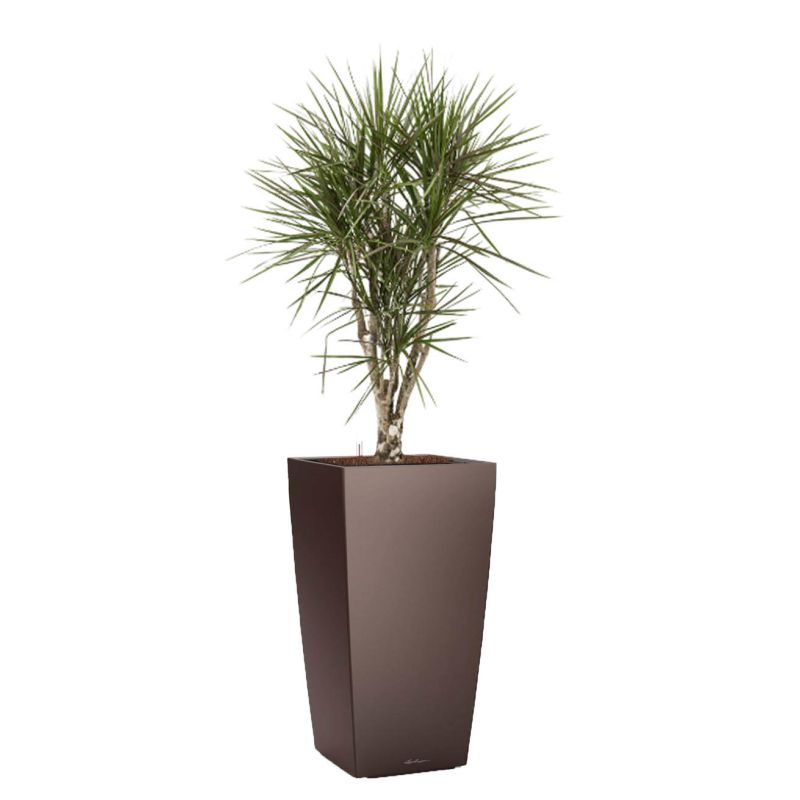 Dracaena Marginata vertakt in watergevende Cubico bruin