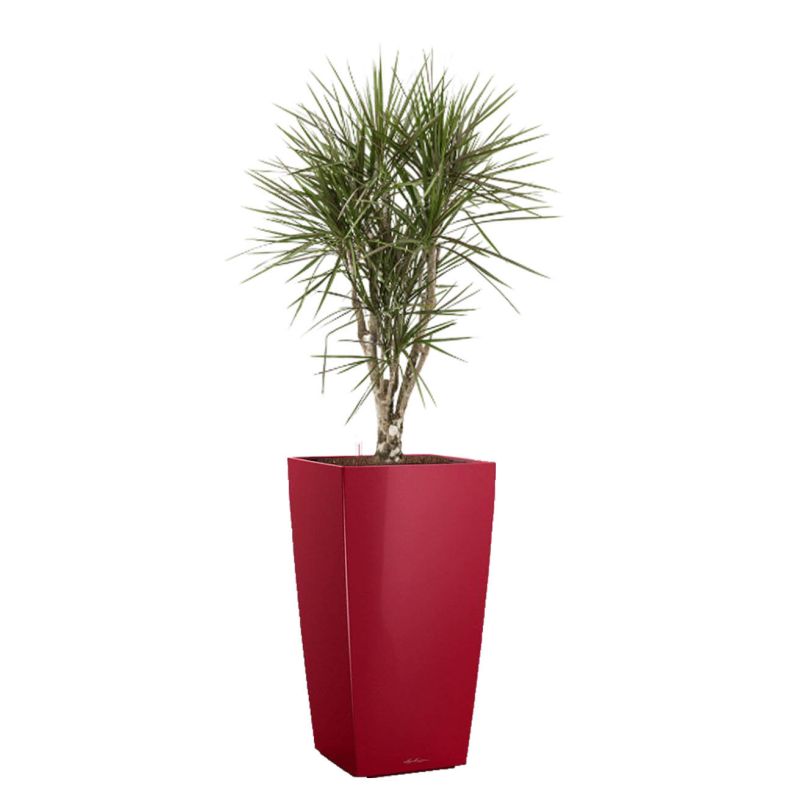 Dracaena Marginata vertakt in watergevende Cubico rood