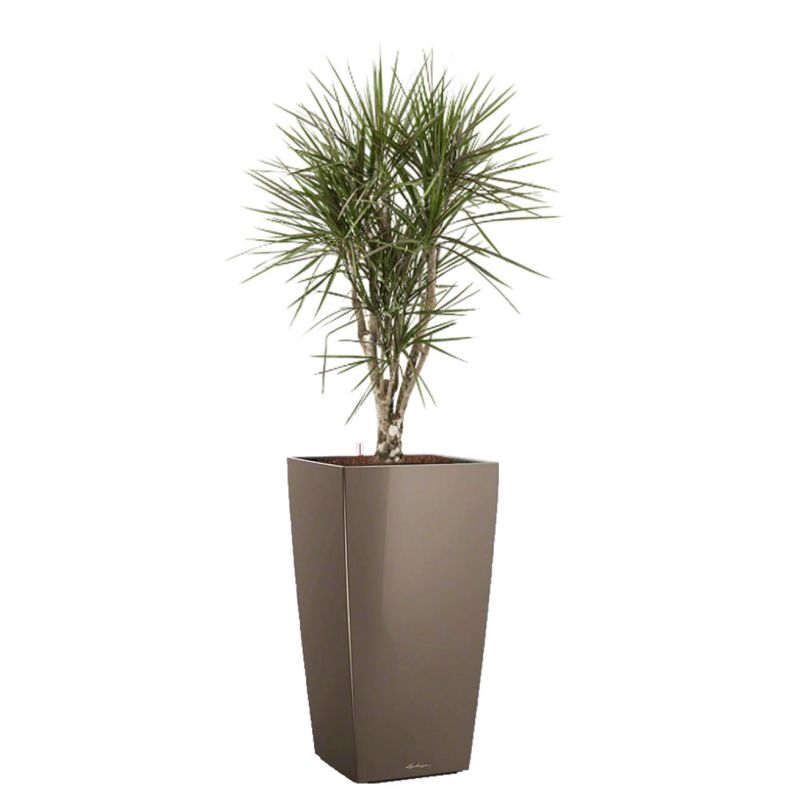 Dracaena Marginata vertakt in watergevende Cubico taupe