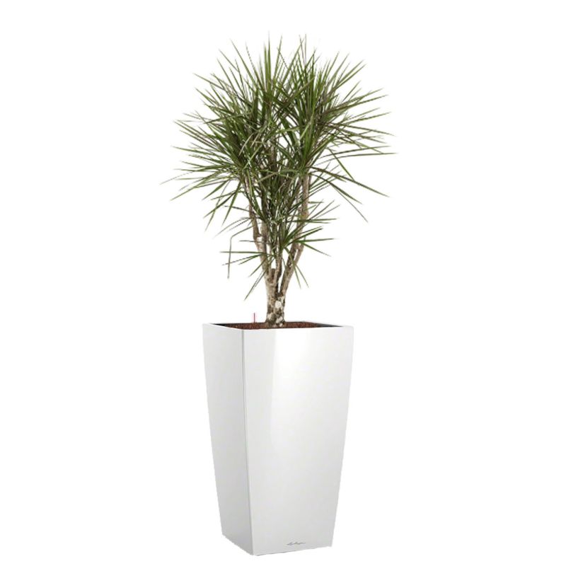 Dracaena Marginata vertakt in watergevende Cubico wit