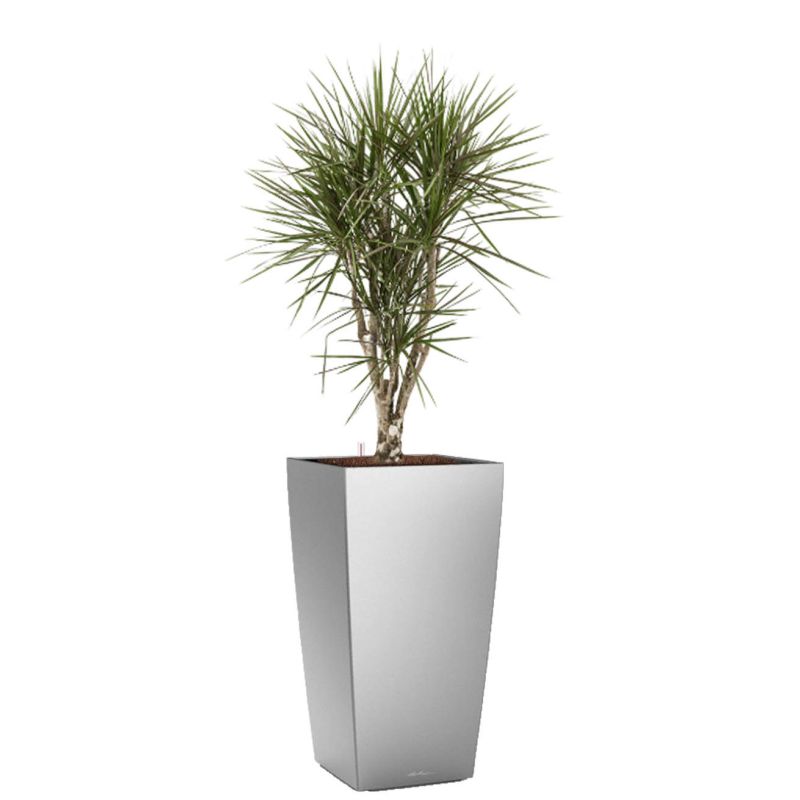 Dracaena Marginata vertakt in watergevende Cubico zilver