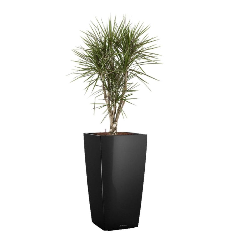 Dracaena Marginata vertakt in watergevende Cubico zwart