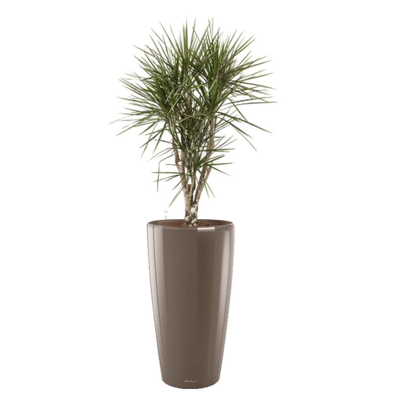 Dracaena Marginata vertakt in watergevende Rondo taupe