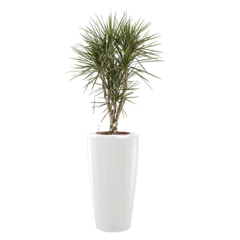 Dracaena Marginata vertakt in watergevende Rondo wit