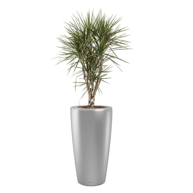 Dracaena Marginata vertakt in watergevende Rondo zilver