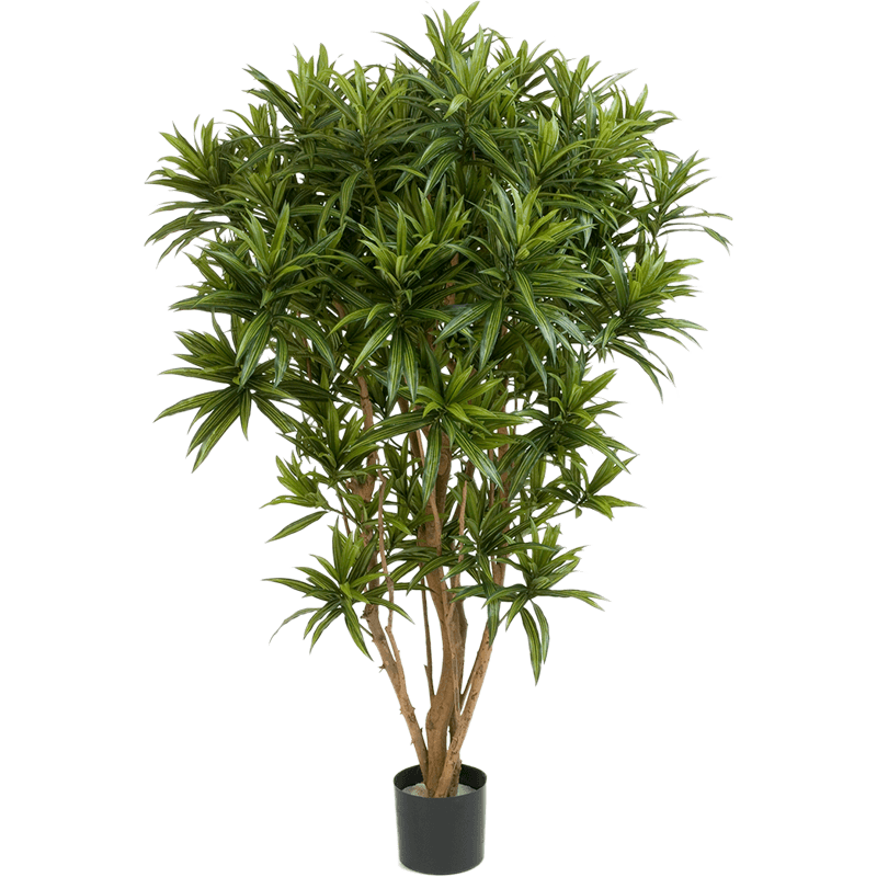 Dracaena Reflexa Jamaica - kunstplant