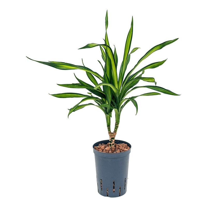 Dracaena Riki op stam