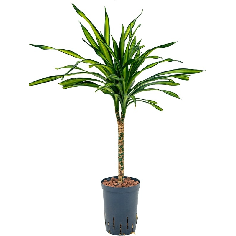 Dracaena Riki op stam